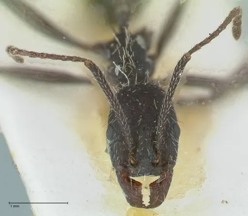 Aphaenogaster senilis - FOCOL1239