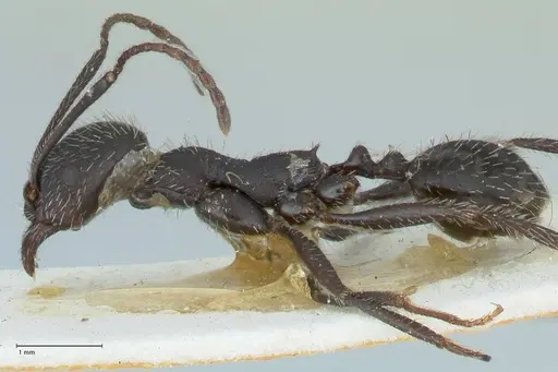 Aphaenogaster senilis - FOCOL1239