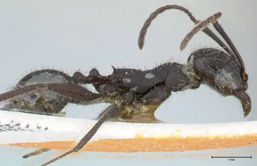 Aphaenogaster senilis - FOCOL1239