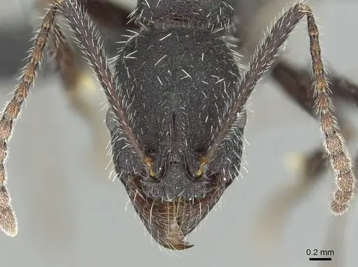 Aphaenogaster sicardi specimen