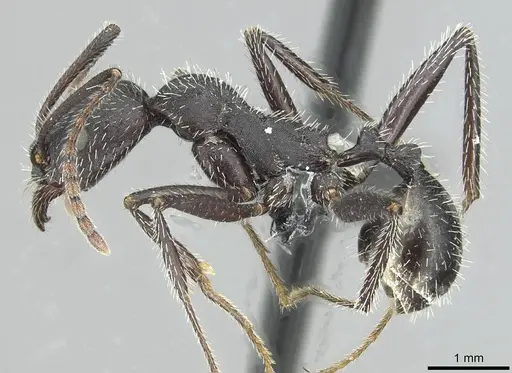 Aphaenogaster sicardi specimen