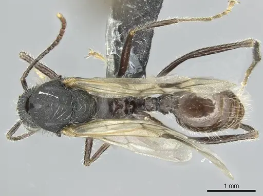 Aphaenogaster sicardi - CASENT0913794