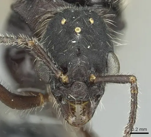 Aphaenogaster sicardi - CASENT0913794
