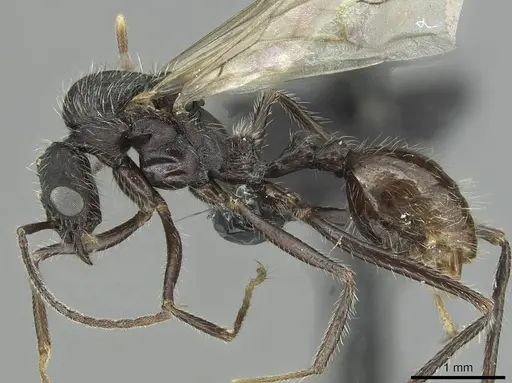 Aphaenogaster sicardi - CASENT0913794