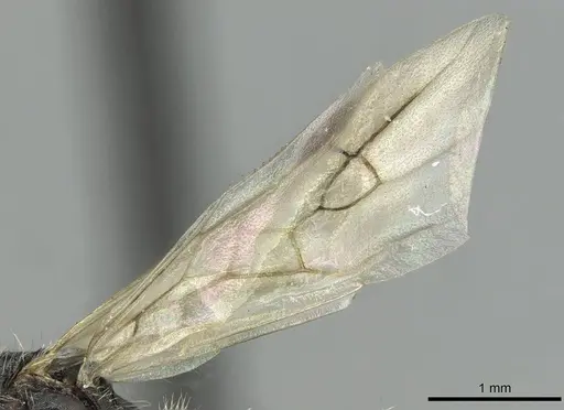 Aphaenogaster sicardi - CASENT0913794