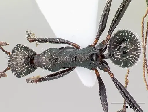 Aphaenogaster simonellii specimen
