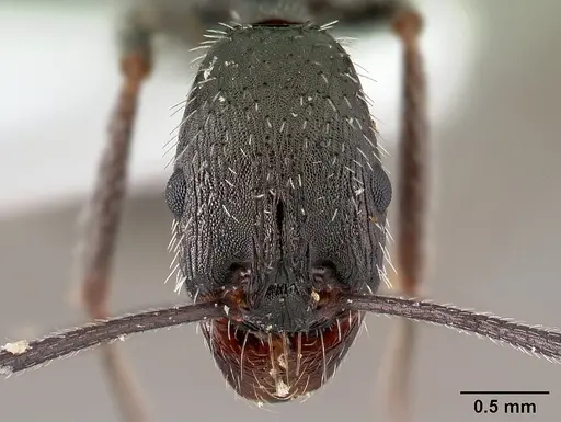 Aphaenogaster simonellii specimen