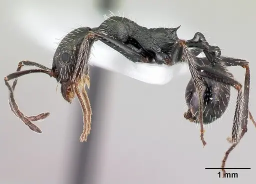 Aphaenogaster simonellii specimen