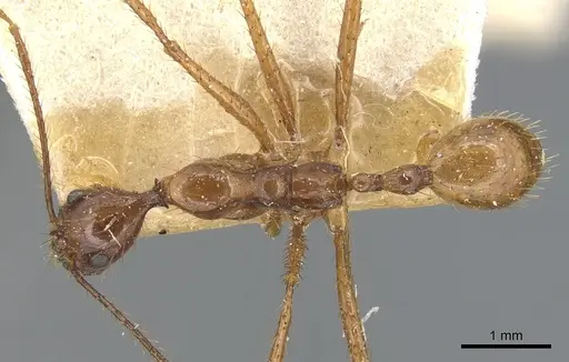 Aphaenogaster simulans specimen