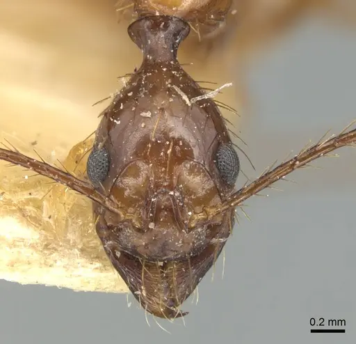 Aphaenogaster simulans specimen