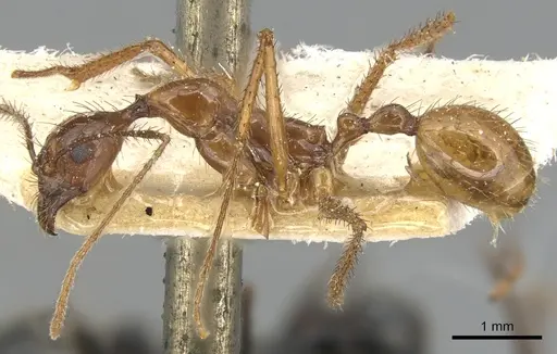 Aphaenogaster simulans specimen