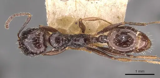 Aphaenogaster smythiesii specimen