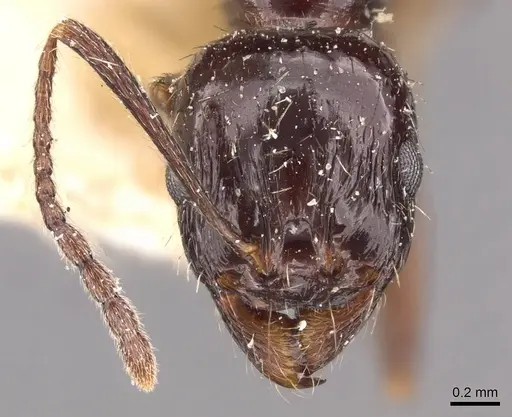 Aphaenogaster smythiesii specimen