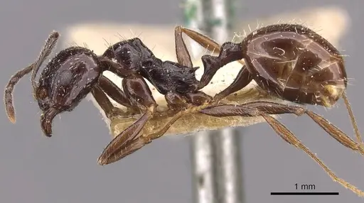 Aphaenogaster smythiesii specimen