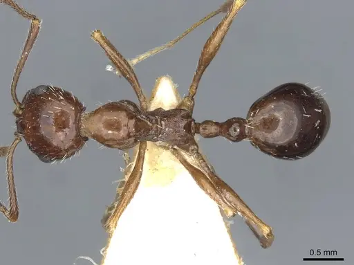 Aphaenogaster smythiesii - CASENT0913129