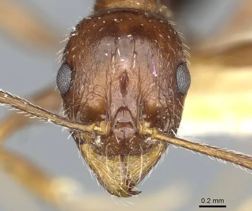 Aphaenogaster smythiesii - CASENT0913129