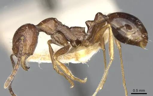 Aphaenogaster smythiesii - CASENT0913129