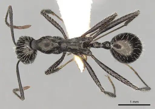 Aphaenogaster spinosa specimen