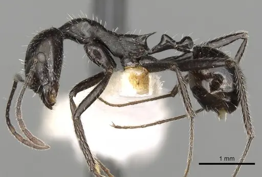 Aphaenogaster spinosa specimen