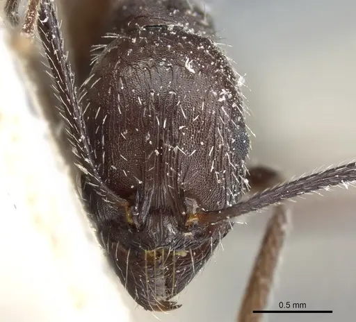 Aphaenogaster spinosa - CASENT0904163