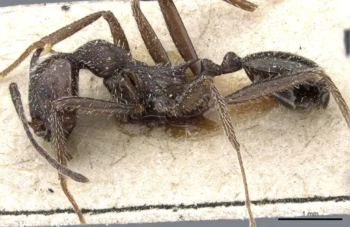 Aphaenogaster spinosa - CASENT0904163