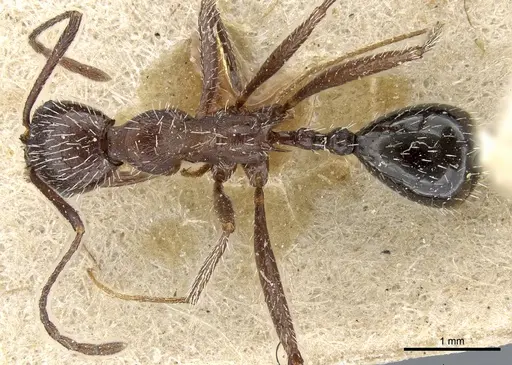 Aphaenogaster spinosa - CASENT0904166