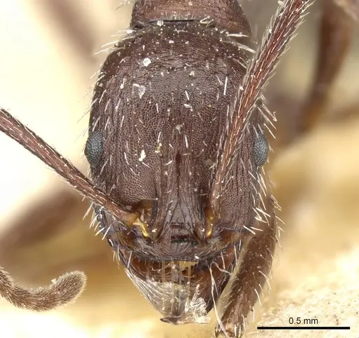 Aphaenogaster spinosa - CASENT0904166