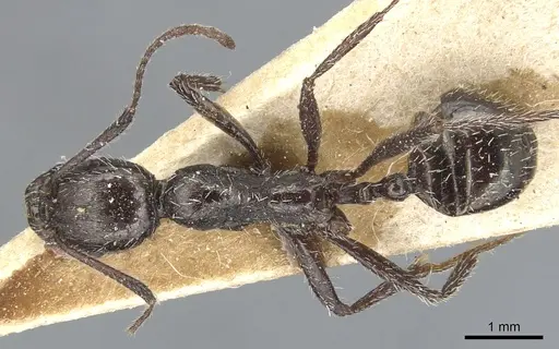 Aphaenogaster spinosa - CASENT0904179