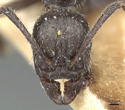 Aphaenogaster spinosa - CASENT0904179