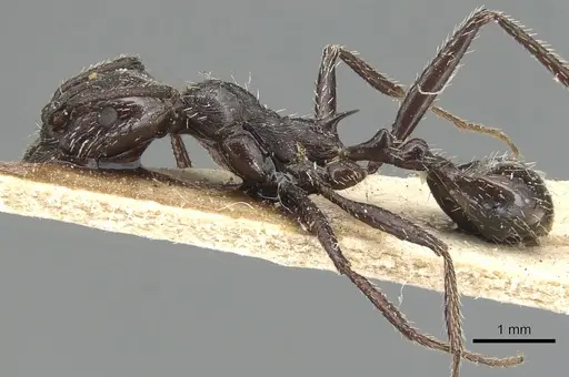 Aphaenogaster spinosa - CASENT0904179