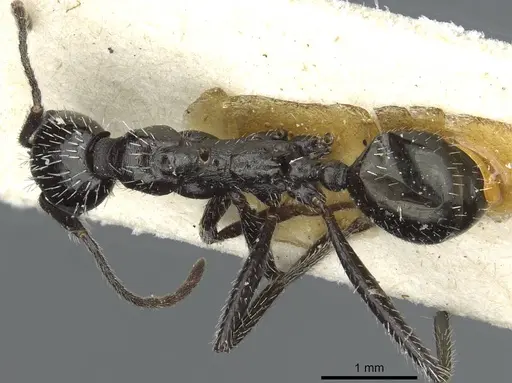 Aphaenogaster spinosa - CASENT0913130