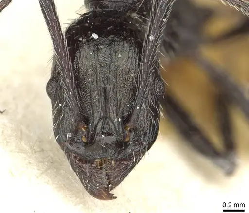 Aphaenogaster spinosa - CASENT0913130