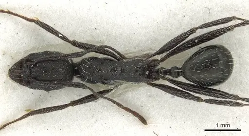 Aphaenogaster spinosa - CASENT0915439
