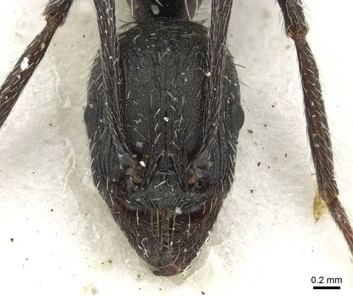 Aphaenogaster spinosa - CASENT0915439