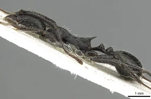 Aphaenogaster spinosa - CASENT0915439