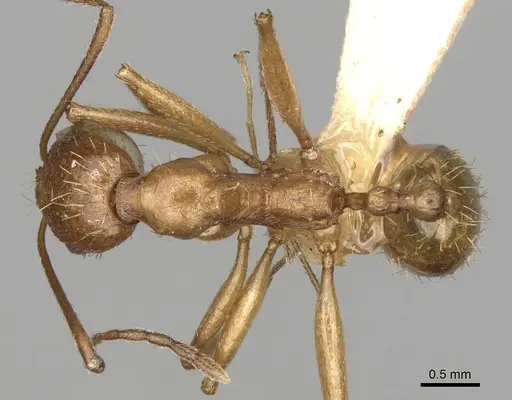 Aphaenogaster splendida specimen