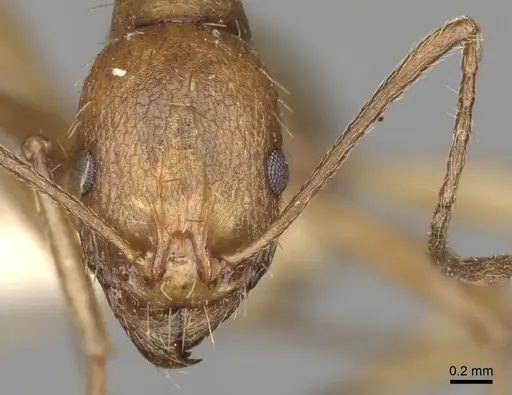 Aphaenogaster splendida specimen