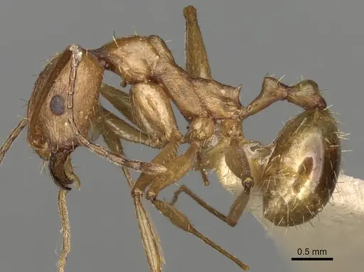 Aphaenogaster splendida specimen