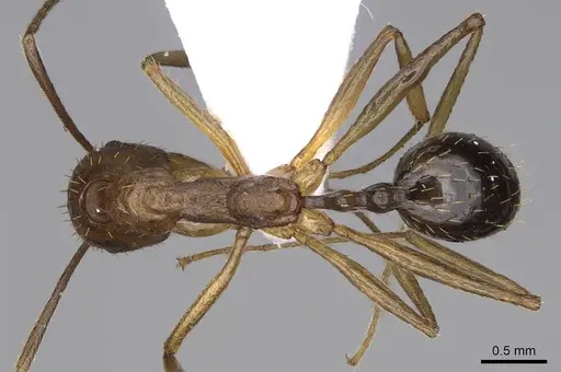 Aphaenogaster splendida - CASENT0914231