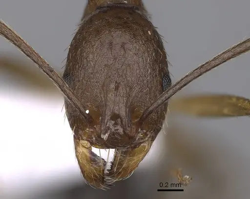 Aphaenogaster splendida - CASENT0914231