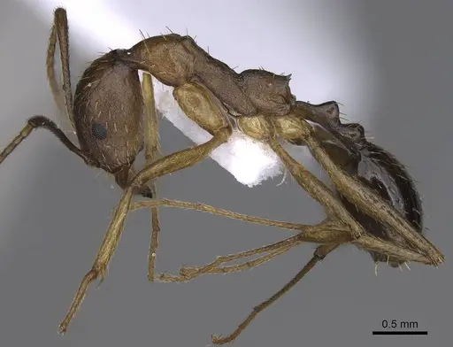 Aphaenogaster splendida - CASENT0914231