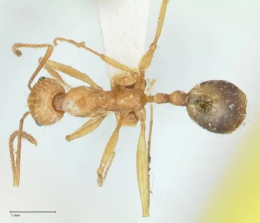 Aphaenogaster splendida - FOCOL1224