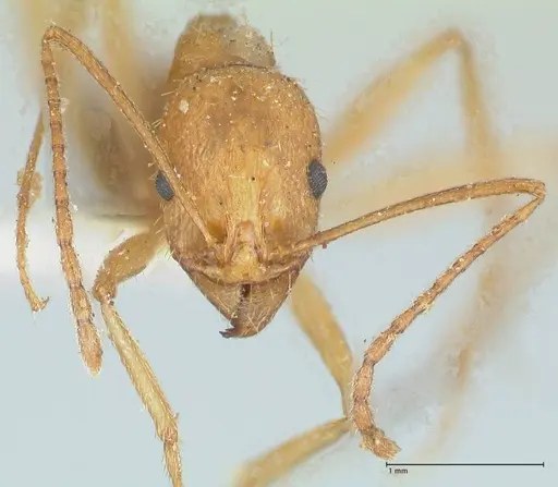 Aphaenogaster splendida - FOCOL1224
