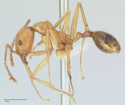 Aphaenogaster splendida - FOCOL1224