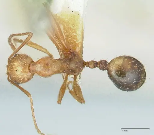 Aphaenogaster splendida - FOCOL1225