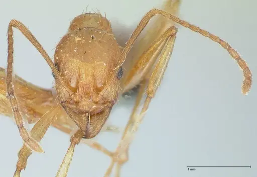 Aphaenogaster splendida - FOCOL1225