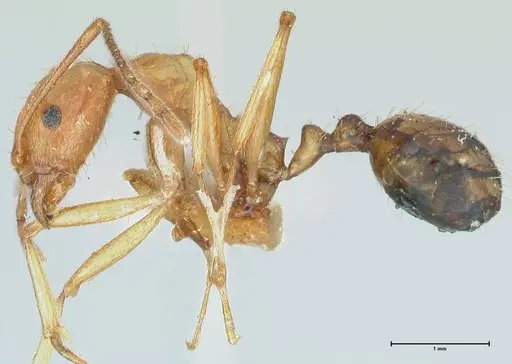 Aphaenogaster splendida - FOCOL1225