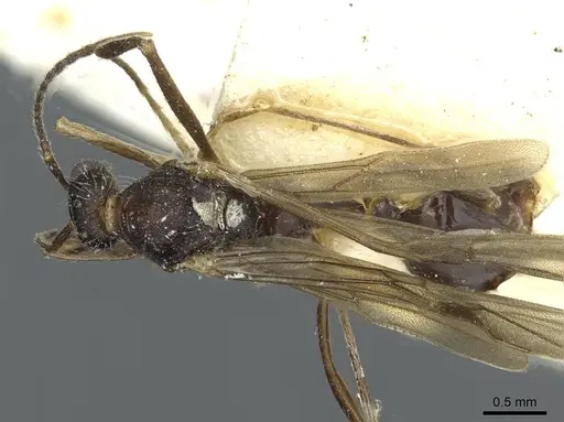 Aphaenogaster sporadis specimen
