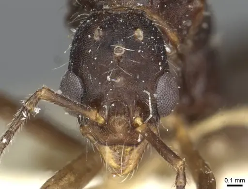 Aphaenogaster sporadis specimen
