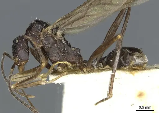 Aphaenogaster sporadis specimen